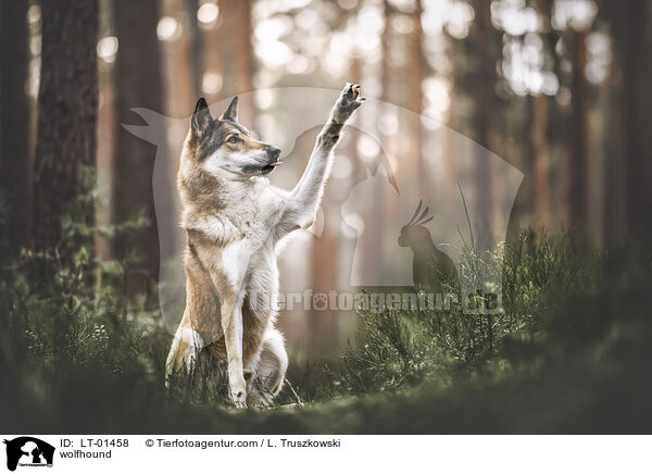 Wolfhund / wolfhound / LT-01458