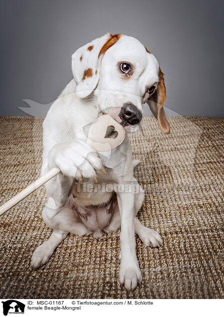 Beagle-Mischling Hndin / female Beagle-Mongrel / MSC-01167