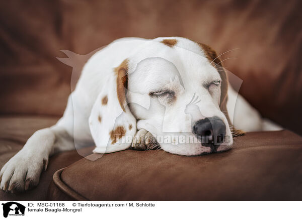 Beagle-Mischling Hndin / female Beagle-Mongrel / MSC-01168