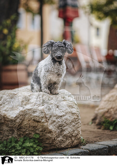 Bolonka-zwetna-Mischling Hndin / female Bolonka-zwetna-Mongrel / MSC-01178