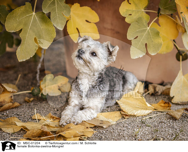 Bolonka-zwetna-Mischling Hndin / female Bolonka-zwetna-Mongrel / MSC-01204