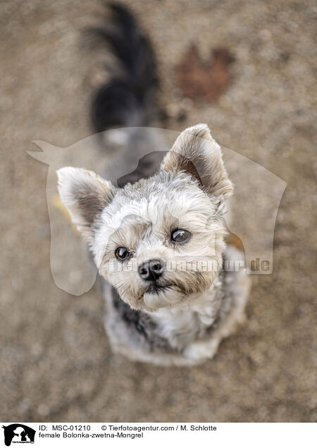 Bolonka-zwetna-Mischling H�ndin / female Bolonka-zwetna-Mongrel / MSC-01210