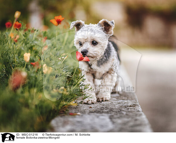 Bolonka-zwetna-Mischling Hndin / female Bolonka-zwetna-Mongrel / MSC-01216