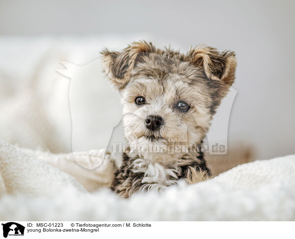 Bolonka-zwetna-Mischling Junghund / young Bolonka-zwetna-Mongrel / MSC-01223