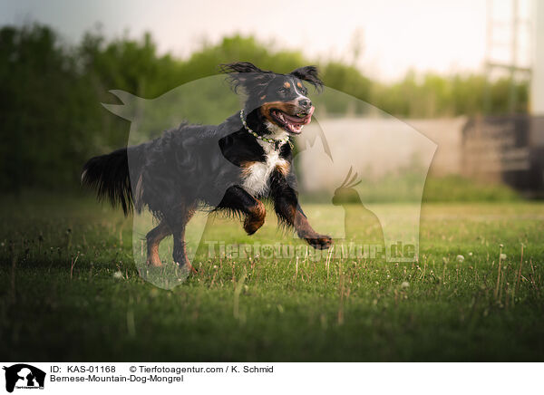 Berner-Sennenhund-Mischling / Bernese-Mountain-Dog-Mongrel / KAS-01168
