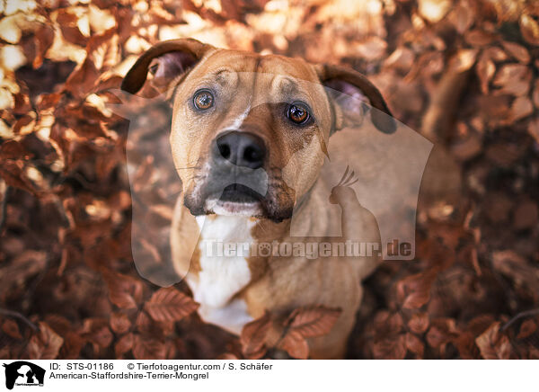 American-Staffordshire-Terrier-Mischling / American-Staffordshire-Terrier-Mongrel / STS-01186