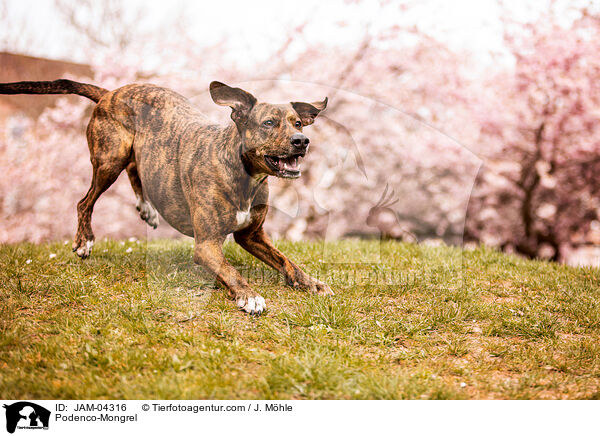 Podenco-Mischling / Podenco-Mongrel / JAM-04316