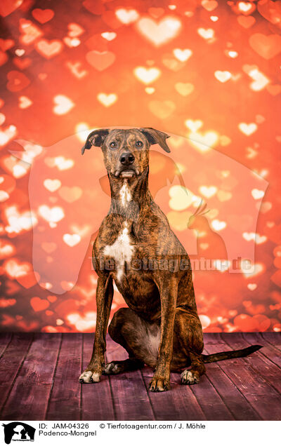 Podenco-Mischling / Podenco-Mongrel / JAM-04326