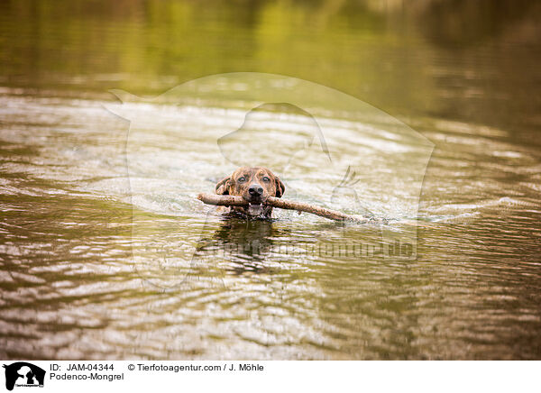 Podenco-Mischling / Podenco-Mongrel / JAM-04344