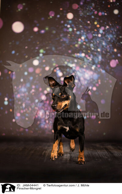 Pinscher-Mischling / Pinscher-Mongrel / JAM-04441