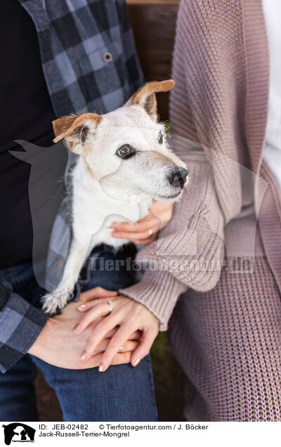 Jack-Russell-Terrier-Mischling / Jack-Russell-Terrier-Mongrel / JEB-02482