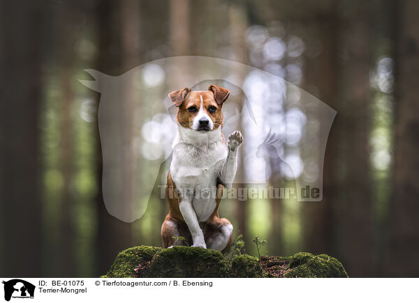 Terrier-Mischling / Terrier-Mongrel / BE-01075