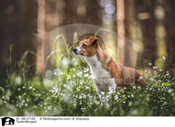 Terrier-Mischling / Terrier-Mongrel / BE-01162