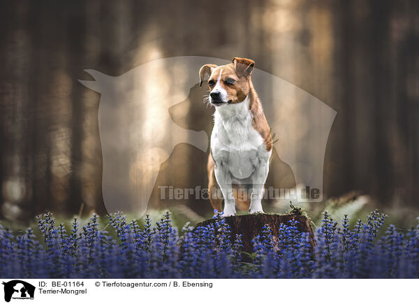 Terrier-Mischling / Terrier-Mongrel / BE-01164