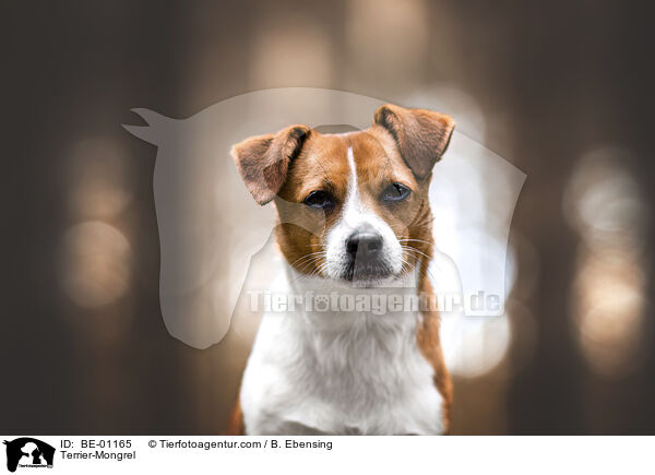 Terrier-Mischling / Terrier-Mongrel / BE-01165
