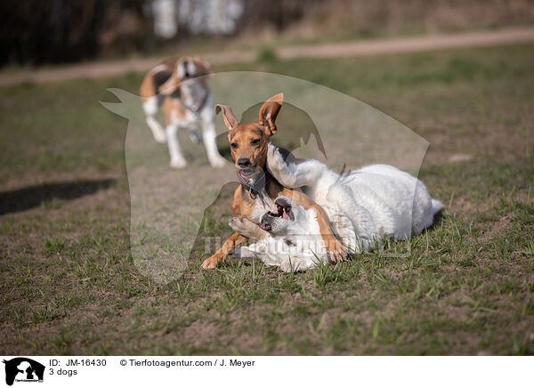 3 Hunde / 3 dogs / JM-16430