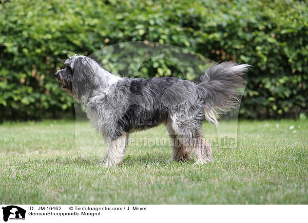 Schafpudel-Mischling / GermanSheeppoodle-Mongrel / JM-16462