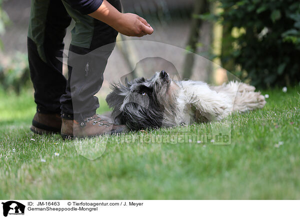 Schafpudel-Mischling / GermanSheeppoodle-Mongrel / JM-16463