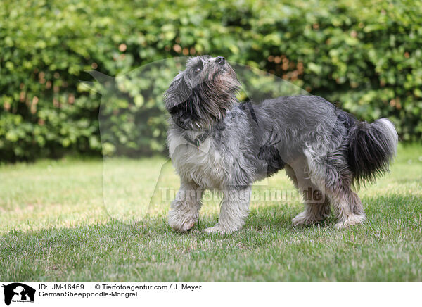 Schafpudel-Mischling / GermanSheeppoodle-Mongrel / JM-16469