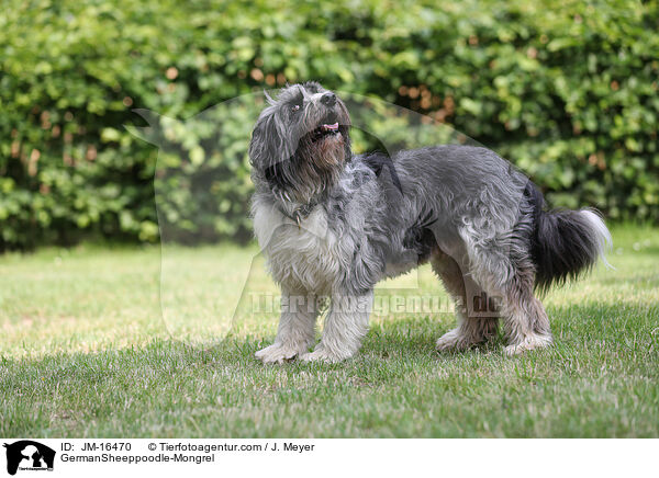 Schafpudel-Mischling / GermanSheeppoodle-Mongrel / JM-16470