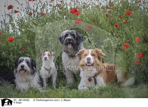 4 dogs / JM-16482