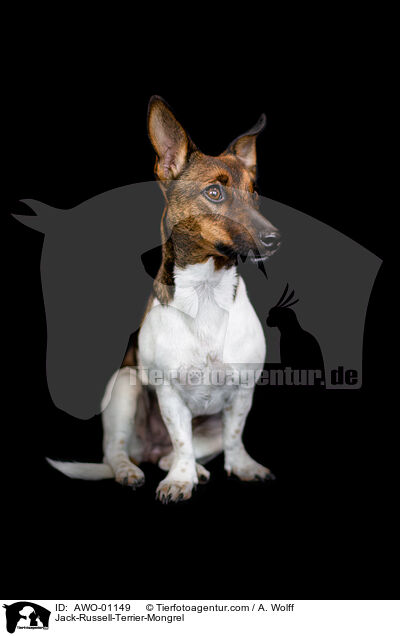 Jack-Russell-Terrier-Mischling / Jack-Russell-Terrier-Mongrel / AWO-01149