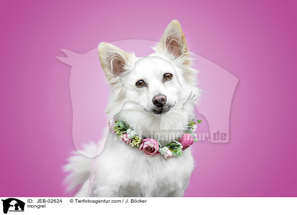Mischling / mongrel / JEB-02624