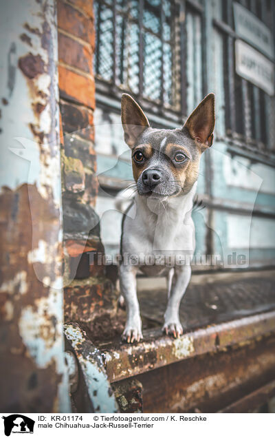male Chihuahua-Jack-Russell-Terrier / KR-01174