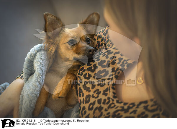 Russischer-Toy-Terrier-Dackel Weibchen / female Russian-Toy-Terrier-Dachshund / KR-01218