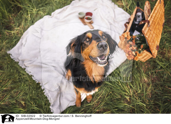 Appenzeller-Sennenhund-Mischling / Appenzell-Mountain-Dog-Mongrel / SIB-02922