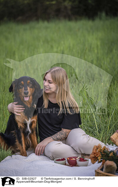 Appenzeller-Sennenhund-Mischling / Appenzell-Mountain-Dog-Mongrel / SIB-02927