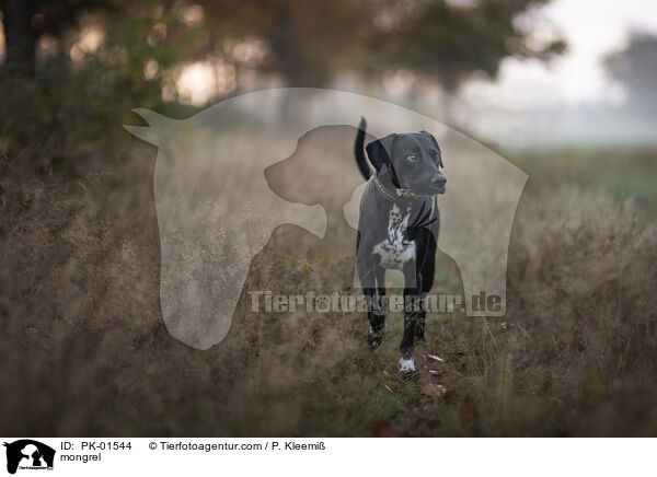 Mischling / mongrel / PK-01544