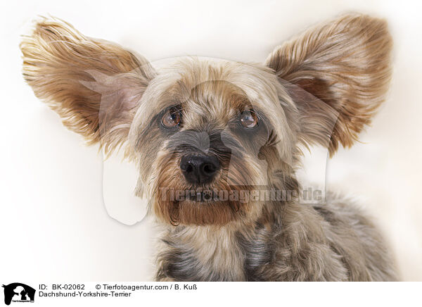 Dachshund-Yorkshire-Terrier / BK-02062