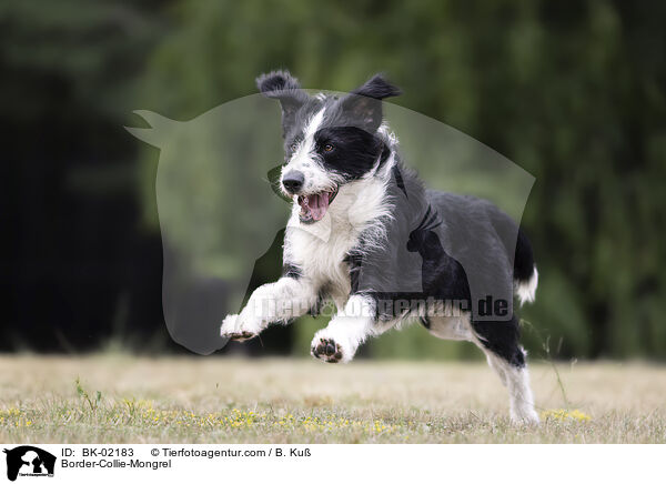 Border-Collie-Mischling / Border-Collie-Mongrel / BK-02183