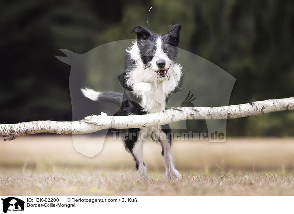 Border-Collie-Mischling / Border-Collie-Mongrel / BK-02200