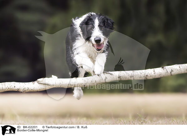 Border-Collie-Mischling / Border-Collie-Mongrel / BK-02201