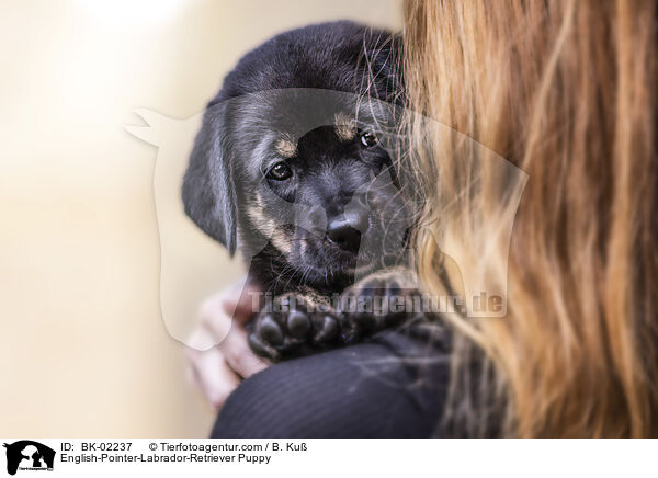 English-Pointer-Labrador-Retriever Welpe / English-Pointer-Labrador-Retriever Puppy / BK-02237