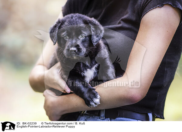 English-Pointer-Labrador-Retriever Welpe / English-Pointer-Labrador-Retriever Puppy / BK-02239