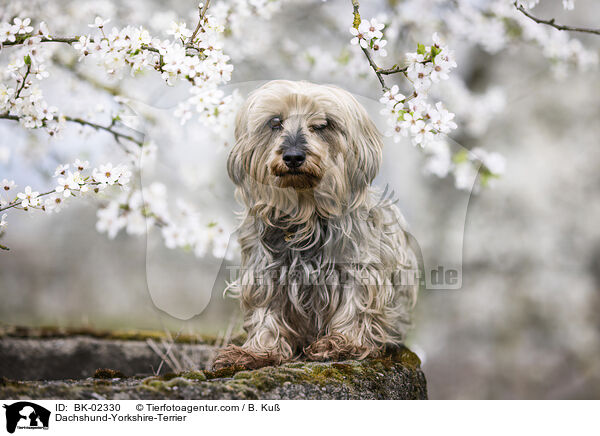 Dackel-Yorkshire-Terrier / Dachshund-Yorkshire-Terrier / BK-02330
