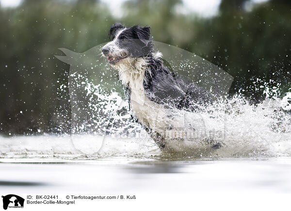 Border-Collie-Mischling / Border-Collie-Mongrel / BK-02441