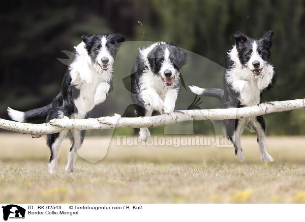 Border-Collie-Mischling / Border-Collie-Mongrel / BK-02543