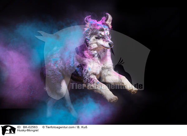 Husky-Mischling / Husky-Mongrel / BK-02563