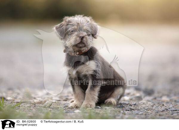 Mischling Welpe / mongrel puppy / BK-02600