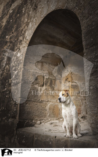 Mischling / mongrel / JEB-02712