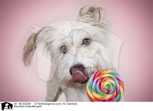 Bearded-Collie-Mongrel / NC-03208