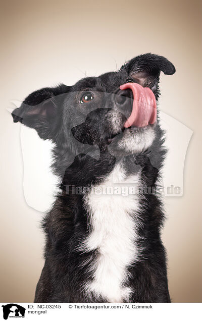 Mischling / mongrel / NC-03245
