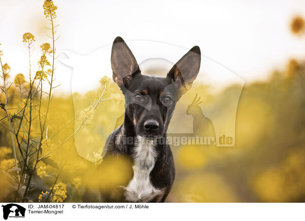 Terrier-Mischling / Terrier-Mongrel / JAM-04817
