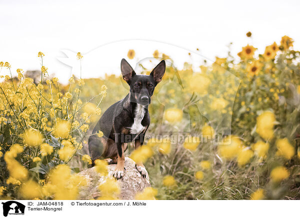 Terrier-Mischling / Terrier-Mongrel / JAM-04818