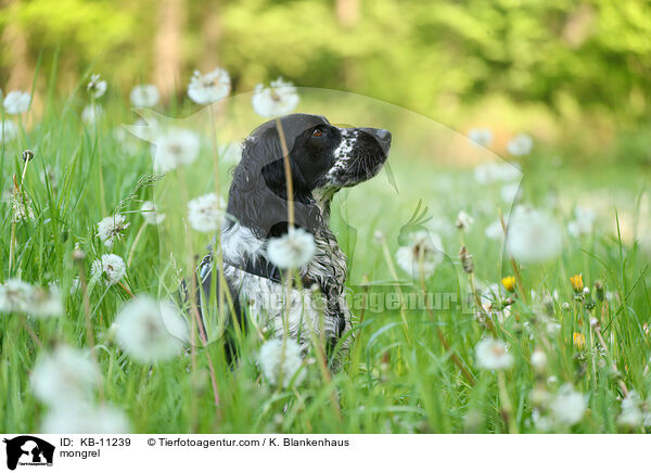 Mischling / mongrel / KB-11239