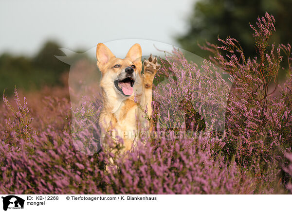 Mischling / mongrel / KB-12268